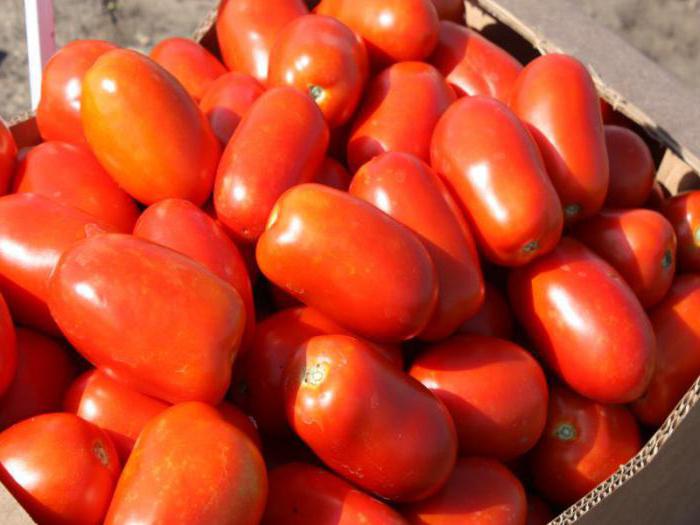 Pomidor "Classic F1": opis, plon, recenzje
