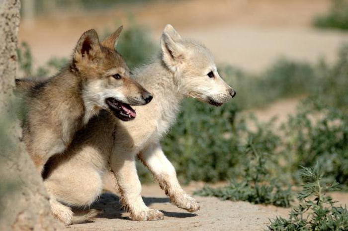 Rodzaje i pododmiany wilków. Wilk tundrowy: opis, cechy charakterystyczne i środowisko
