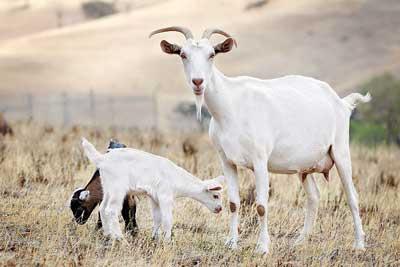 Mleko kozie z karmieniem piersią i jego dobroczynnymi właściwościami