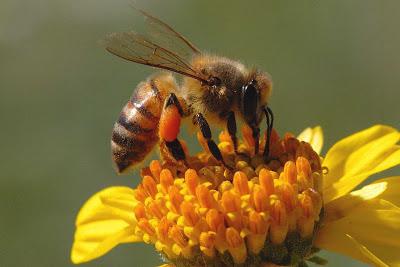 Aplikacja pszczół Perga